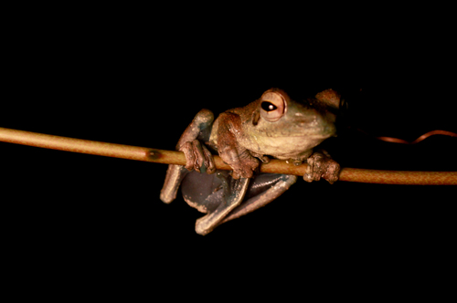 Chiromantis rufescens