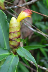 Costus wilsonii image