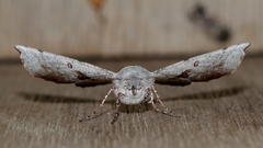 Oenochroma vetustaria