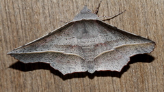 Oenochroma vetustaria