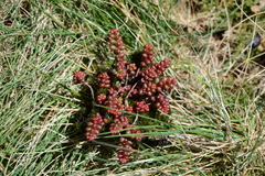 Sedum brevifolium