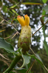 Costus wilsonii image