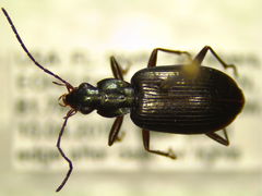 Agonum elongatulum