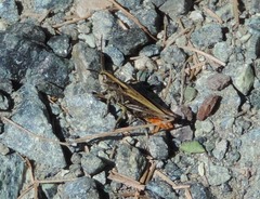Omocestus haemorrhoidalis