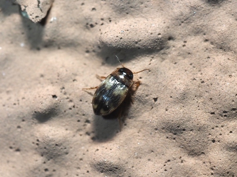 Uvarus texanus
