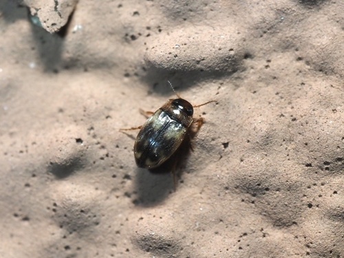 Uvarus texanus