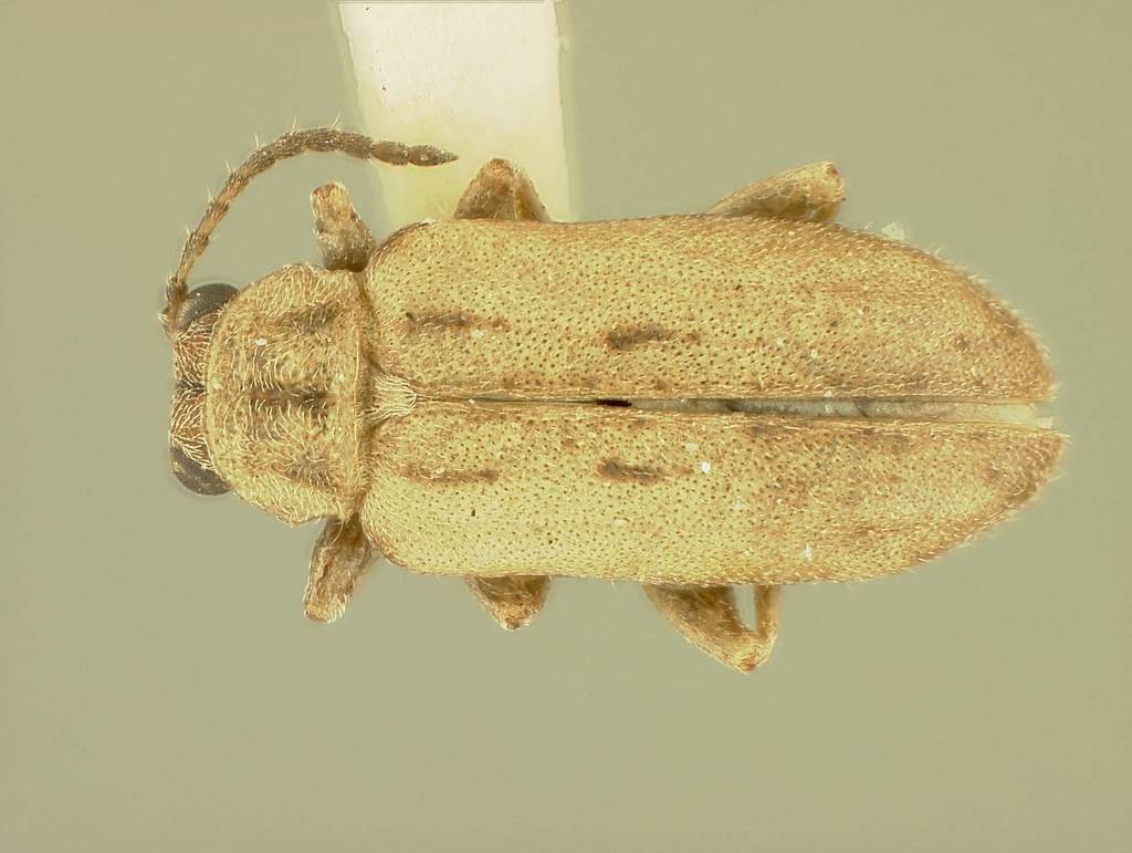 Monoxia