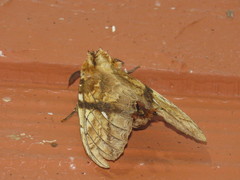 Dudusa synopla