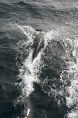 Lissodelphis borealis