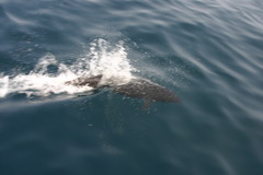 Lissodelphis borealis