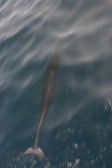 Lissodelphis borealis