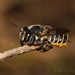 Megachiline Leafcutter Bees - Photo (c) Lucas Rubio, some rights reserved (CC BY), uploaded by Lucas Rubio