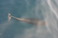 Lissodelphis borealis