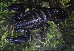 Chactas vanbenedenii