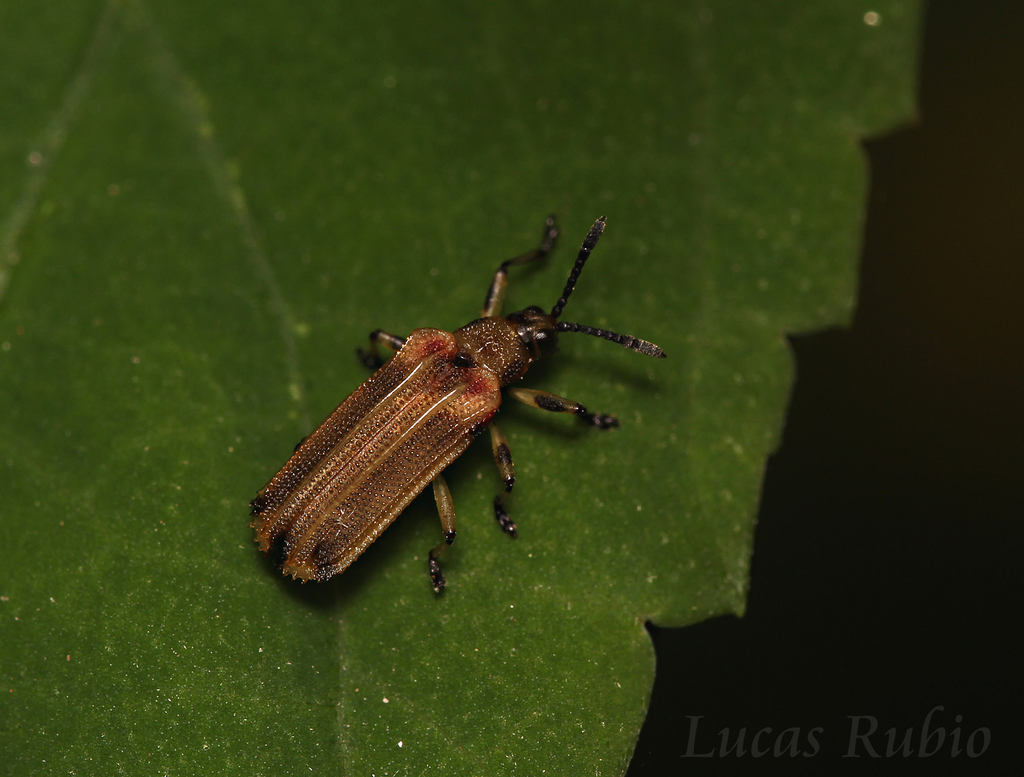 Heterispa costipennis