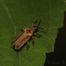 Heterispa costipennis - Photo (c) Lucas Rubio,  זכויות יוצרים חלקיות (CC BY), הועלה על ידי Lucas Rubio