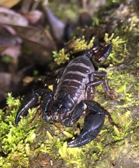 Chactas vanbenedenii