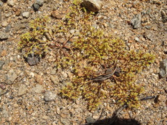 Chorizanthe procumbens