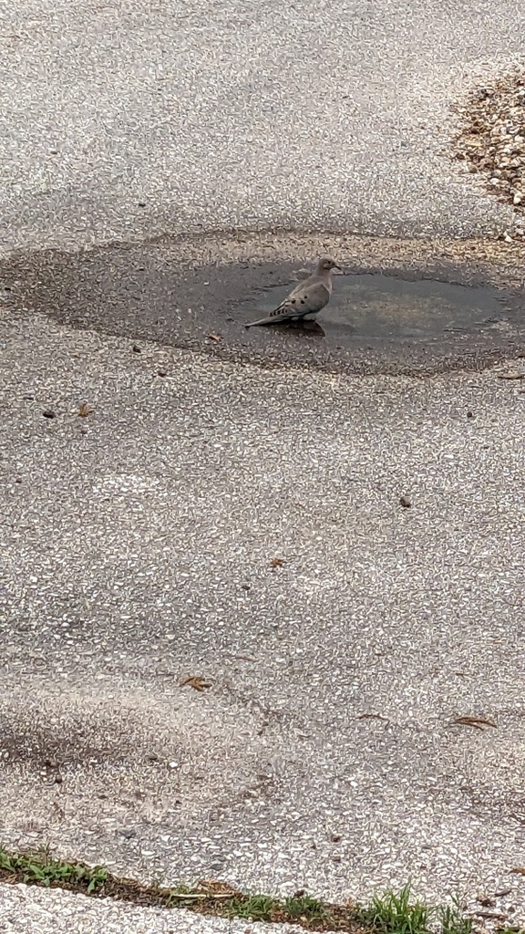 Mourning Dove from Point Comfort Okauchee, Okauchee Lake, WI, USA on