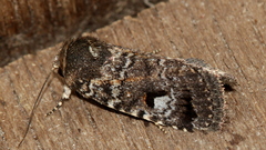 Thoracolopha flexirena