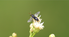 Hylaeus euxanthus