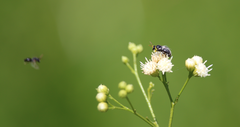 Hylaeus euxanthus