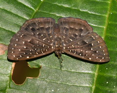 Napaea mellosa