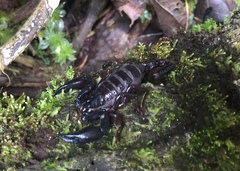 Chactas vanbenedenii