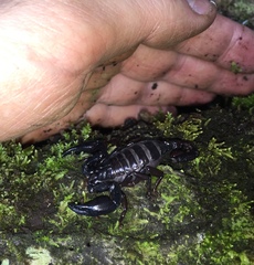 Chactas vanbenedenii