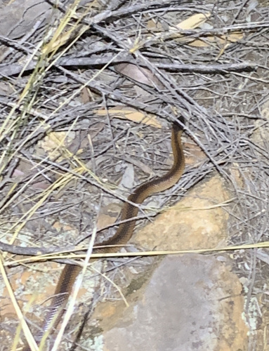 Black-naped Hooded Snake sighting