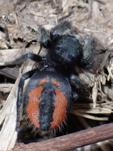 Desert Red Jumping Spider