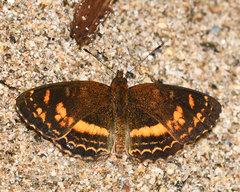 Telenassa berenice