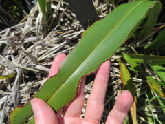 Ichneutica steropastis