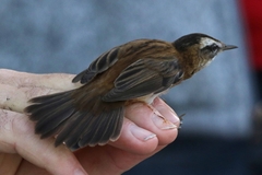 Acrocephalus melanopogon