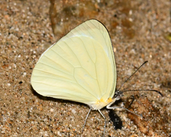 Pseudopieris nehemia
