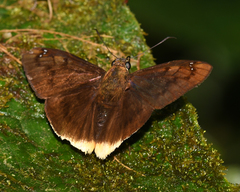 Telemiades centrites