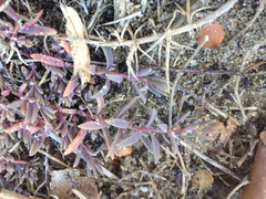 Suaeda novae-zelandiae