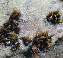 Mazzaella laminarioides