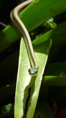 Leptophis mexicanus