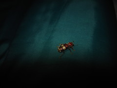 Enoclerus quadrisignatus