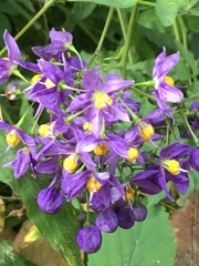 Solanum dulcamaroides