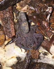 Tityus forcipula