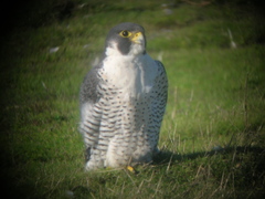 Falco peregrinus anatum