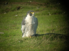 Falco peregrinus anatum