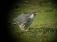 Falco peregrinus anatum