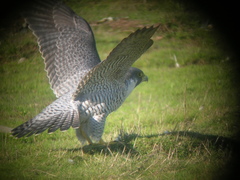 Falco peregrinus anatum