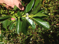 Myoporum aff insulare × laetum