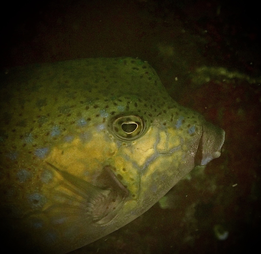 Bluespotted boxfish (Ostracion immaculatus) — Ostraciidae