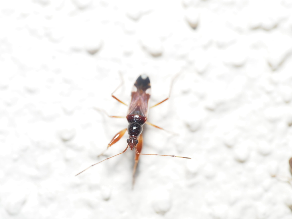 Long Brown-washed Seed Bug