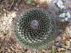 Mammillaria gigantea